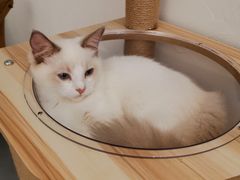 -猫友咖啡店(玉林西路店)