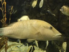 -太平洋海底世界