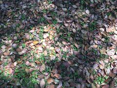 -福建鲤鱼洲酒店