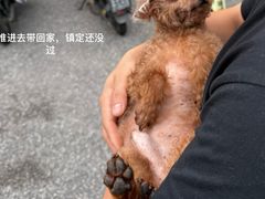 -瑞鹏宠物医院·内科·中兽医·骨科(苗圃店)