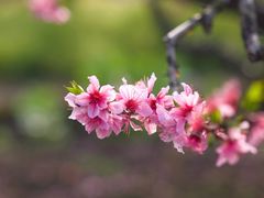 -南汇桃花村