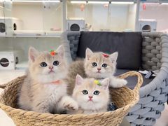 -lincat·猫舍(广州店)