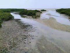 -北海金海湾红树林生态旅游区