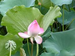 -荔湾湖公园