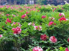 -曹州牡丹园