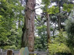 -天目山大树王景区