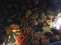 -新悦·霞浦海鲜生(上下杭店)