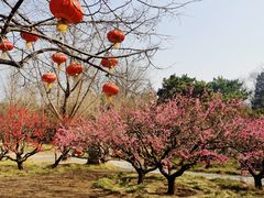 -香山公园