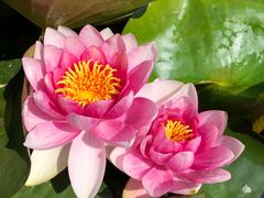 -济南植物园
