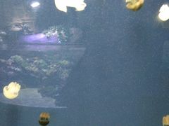 -迪拜水族馆及水下动物园