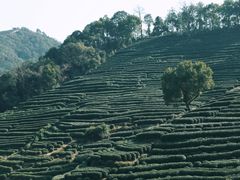 -西湖风景区十里琅珰-五云山
