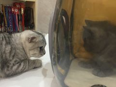 -心语宠物医院·急重症转诊中心·瑞辰华诺(南青路店)