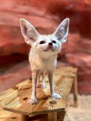 -Zoolung Zoolung动物主题公园(海信广场店)