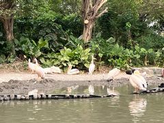 -广州长隆飞鸟乐园
