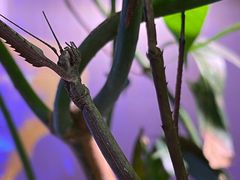 -正佳雨林生态植物园