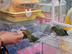 -宝鸡东道花鸟鱼虫市场(吉利花园商场店)