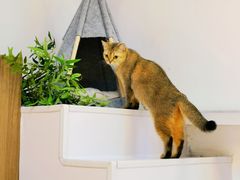 -COLOR PETS 撸猫馆·购猫·猫咖(长风大悦城店)