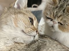 -平行世界·猫咖(首经贸店)
