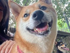 -柴犬高等学院·狗咖·柴犬售卖·宠物训练