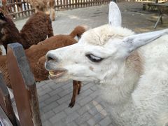-西安秦岭野生动物园