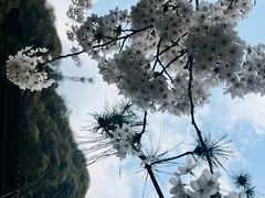 -少华山国家森林公园