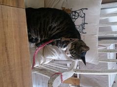 android_upload_pic-海边的猫和咖啡馆