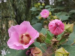 -镇南锅盖面馆(解放路店)