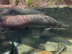 -太平洋海底世界