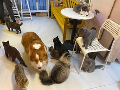 -我爱猫咪·猫咖·狗咖·安哥拉兔·羊驼咖(小寨华旗店)