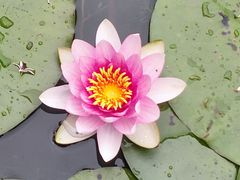 -莲湖公园