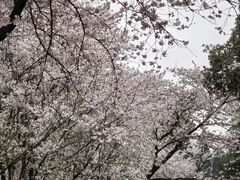 -武汉大学-樱园