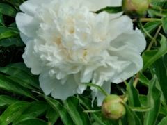 芍药-沈阳植物园