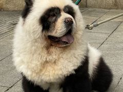 -五丁桥光头香辣蟹(望江橡树林店)