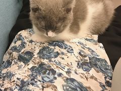 -70cat德文卷毛猫·缅因猫纯种猫舍