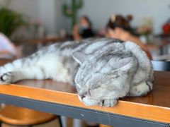 -Cappucimeow猫咪咖啡馆(韦伯时代店)