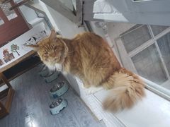 -喵屿·大理花园猫咖