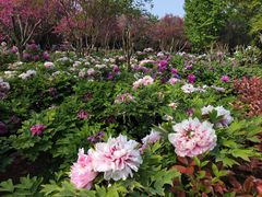 -洛阳市隋唐城遗址植物园