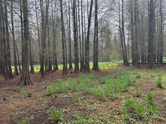 -溱湖国家湿地公园