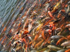 -北戴河圣蓝海洋公园