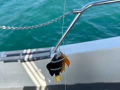 -小猫钓鱼海钓俱乐部(椰梦长廊店)