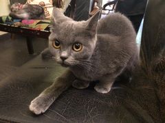 -猫色咖啡·猫咖