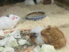 -上海大自然野生昆虫馆(东方明珠·爬宠昆虫探索中心)