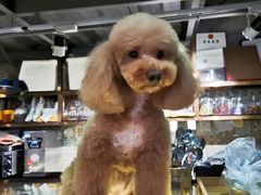 -more than meow吴止猫主题餐厅(承德 中船汇店)