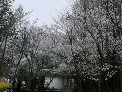 -田园东方蜜桃村的田野营地