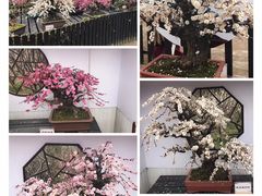 -香雪海