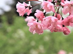 -国家植物园