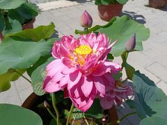 -莲花池公园