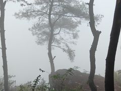 -铁山坪森林公园