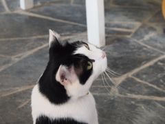 猫豆-Anne猫窝咖啡屋