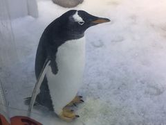 -芜湖新华联大白鲸海洋公园